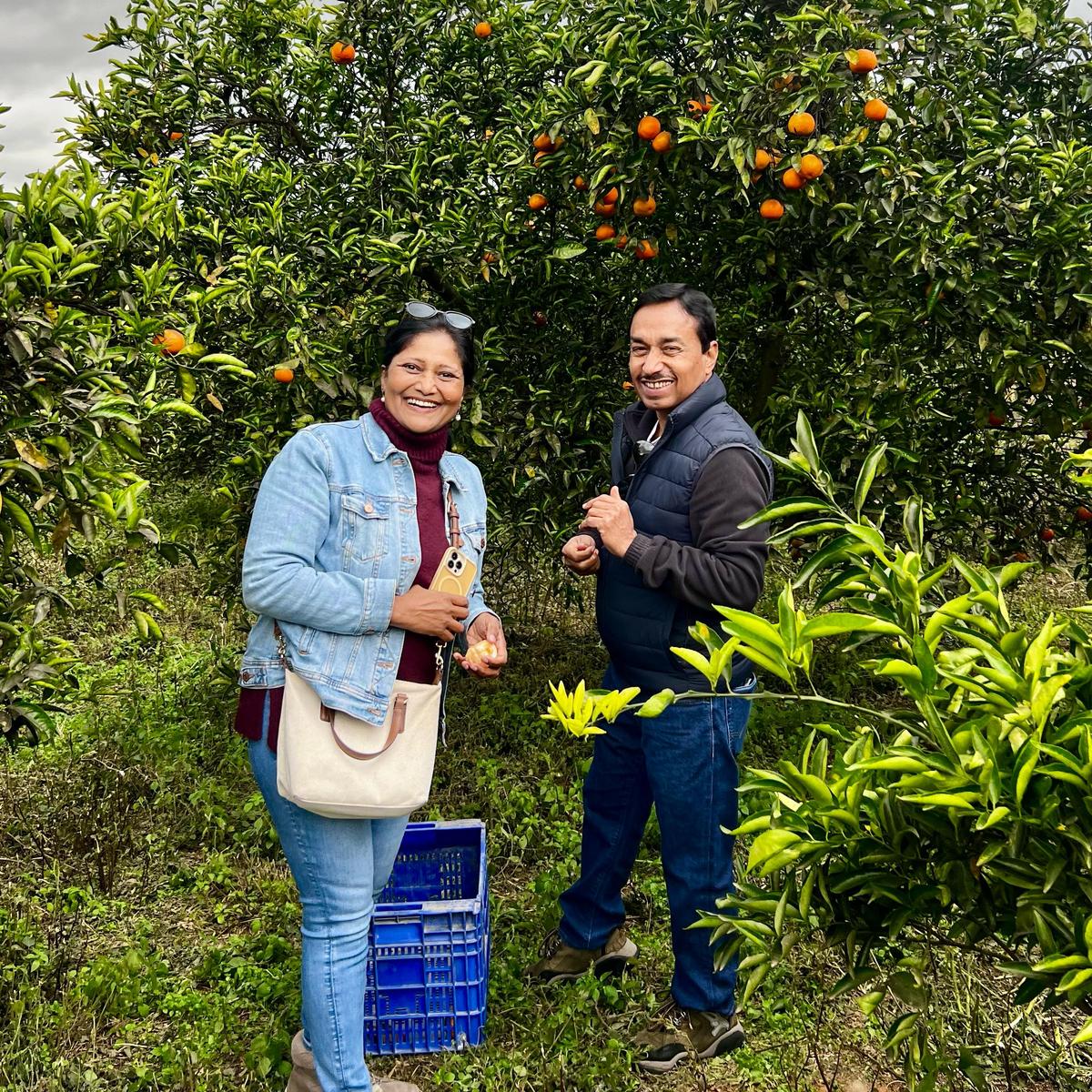Pick Your Own Mandarins near Valencia